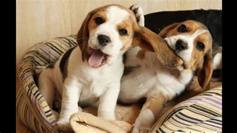 63 Images Of Cute Beagle Puppies L2sanpiero