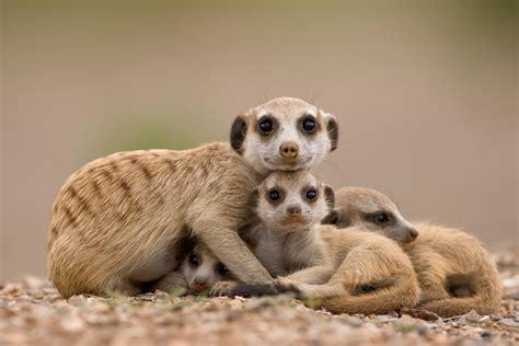 45 Cute Wild Animal Babies Notorioustomo