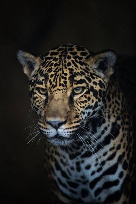 A Close Up Of A Leopards Face In The Dark