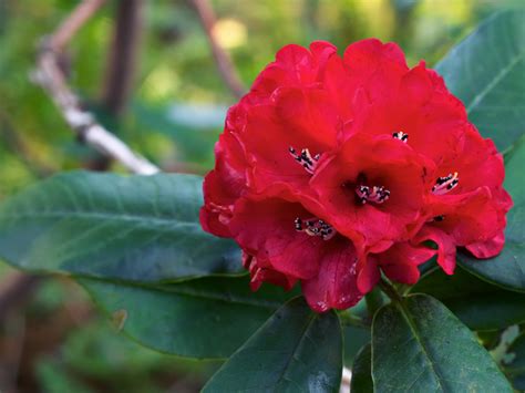 Rhododendron National Flower Of Nepal Flowers Flowers