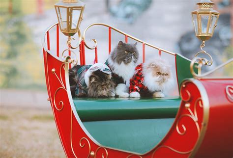 200 Free Cat Christmas And Christmas Photos Pixabay