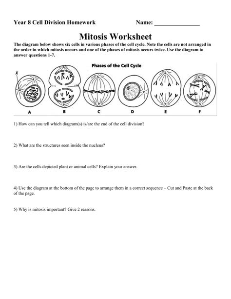 Cell Cycle And Mitosis Worksheet