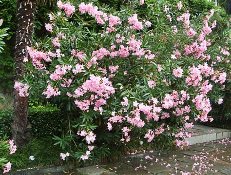 The Poisonous Beauty Of Nerium Oleander Best Landscape Ideas