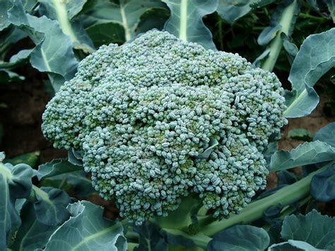 Growing Hydroponic Broccoli A Complete Guide Gardening Tips