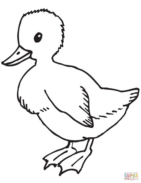 Cute Duckling Coloring Page Free Printable Coloring Pages
