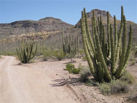 Tumacacori national historical park is another option where you will find the three spanish colonial mission ruins in southern arizona, founded in the 17th and 18th centuries. Denning RV Travels: On our way to Organ Pipe Cactus ...