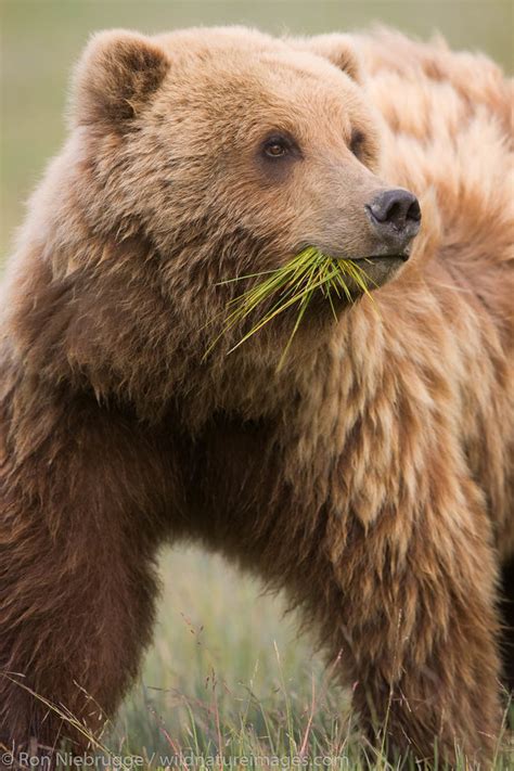 Brown Bear Cub Ron Niebrugge Photography