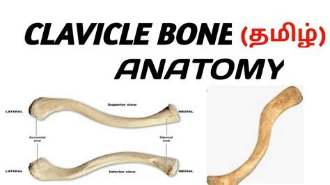 Clavicle Bone Human Anatomy தமிழ் Youtube