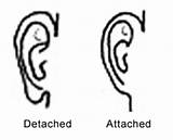 Earlobes Attached Lobes Genetics Detached Ears Human Pedigree Dominant Recessive Traits Criminal Inheritance Science Earlobe Ear Unattached Analysis Between Simple sketch template