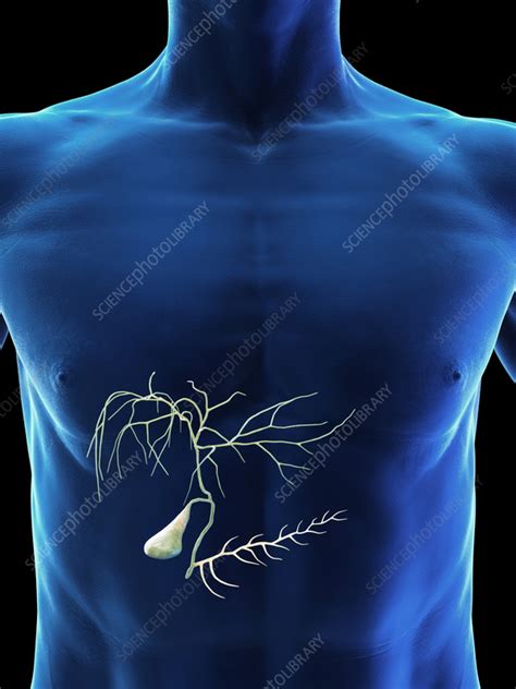 Male Gallbladder Illustration Stock Image F0382430 Science
