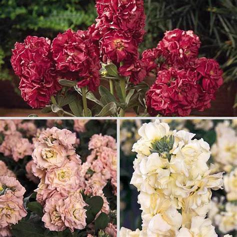 Turn your garden into a flowery day dream! Stock Seeds for sale | Matthiola incana | Annual Flower Seeds
