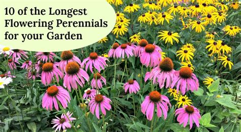 Unlike annuals, perennials tend to bloom for just a short time — one to three weeks — each year. 10 of the Longest Flowering Perennials for Your Garden