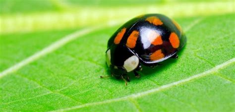 (f) means that a noun is feminine. Ladybug Dream Symbol