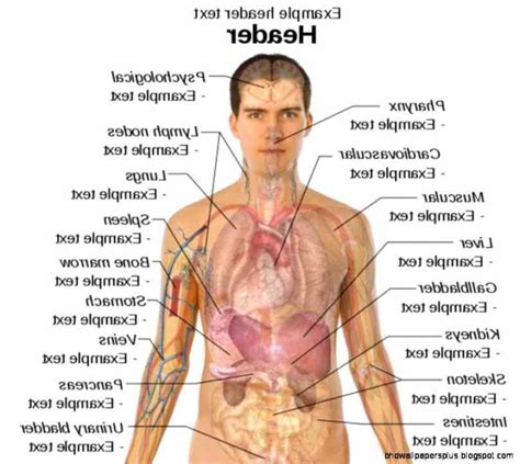 This list of organs in the human body. Location Of Human Body Organs | MedicineBTG.com