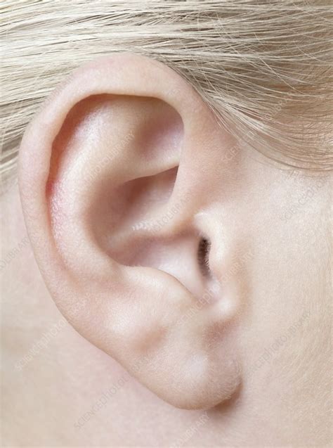 Womans Ear Stock Image F0039347 Science Photo Library