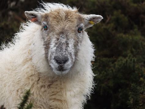 Portrait Of A Wild Welsh Mountain Sheep I Captured Up On Hay Bluff