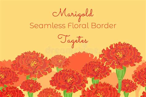 Seamless Floral Border With The Marigold Flowers Stock Vector