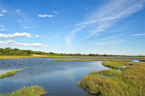 Places You Can Explore A Salt Marsh And Some Wildlife You Might