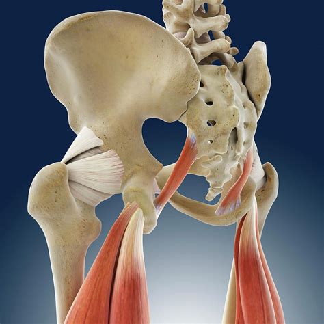 Thigh Muscles Photograph By Springer Medizinscience Photo Library