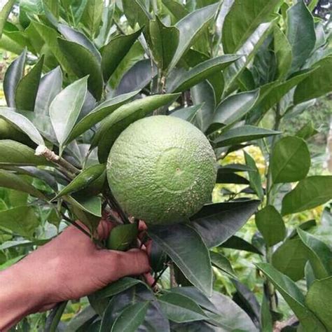 Sweet Bare Malta Lemon Fruit Plant