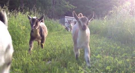Baby Goats Go Running Again And Its Still Adorable Rtm