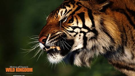 Tiger Big Cats Teeth HD Wallpaper Peakpx