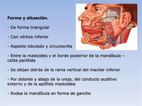 Ppt Anatomía Glándula Parótida Powerpoint Presentation Free