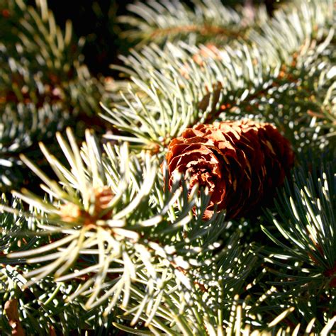 Blue Spruce Pine Cone Picture Free Photograph Photos