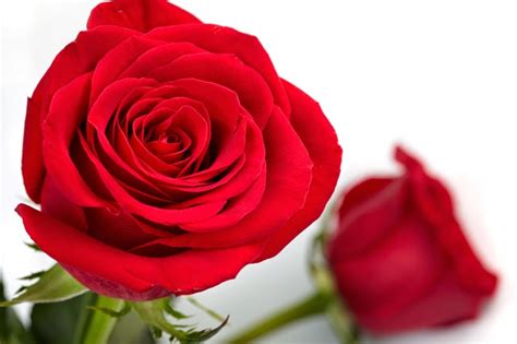 Kita akan mudah menemui bunga cantik satu ini di sebuah acara formal seperti pernikahan, perayaan tujuh bulanan kehamilan, khitbah atau lamaran dan acara formal dan sakral lainnya. 20 Gambar Foto Bunga Mawar Merah ~ Ayeey.com