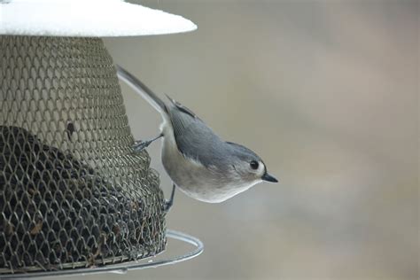 Attracting And Assisting Winter Birds West Virginia Botanic Garden