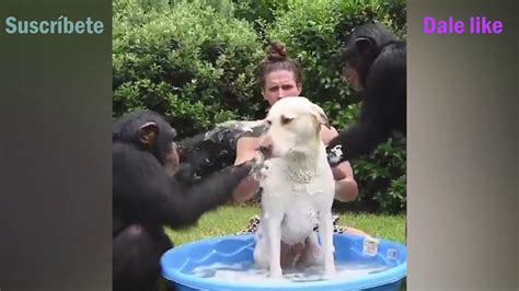 Chimpancés Ayudan Bañar Al Perro Y Terminan Bañandose Todos😁🐕🙈 Youtube