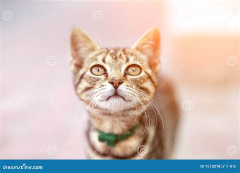 Portrait Of Cute Happy Adorable Funny Small Tabby Kitten Walking