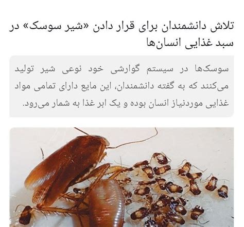 🇮🇷سعیده منشادی🇮🇷 On Twitter Rt Bashashzohre 🔴 تبلیغ شیر سوسک در رسانه هاوخبرگزاریهای ایران