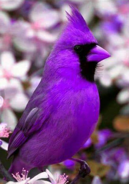 Sign In Love Birds Pet Purple Bird Pretty Birds
