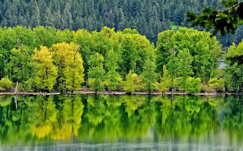 River Forest Trees Green Water Reflection Wallpaper Nature And