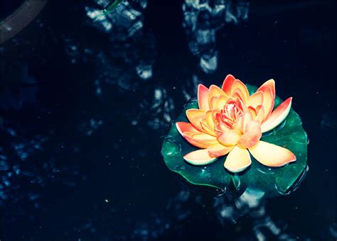 Lotus By Evelinmystery On Deviantart