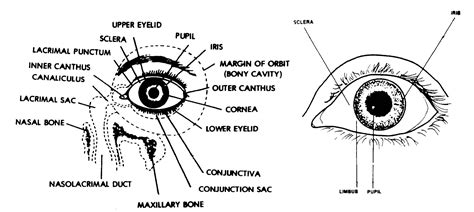 1 3 Parts Of The Eye