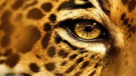 Animals Eyes Jaguars Wallpapers Hd Desktop And Mobile Backgrounds