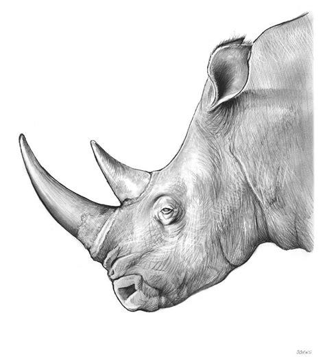 Mark Drawing S Rhinoceros 5 Polresclub