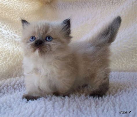 The munchkin is considered to be the original breed of dwarf cat. Pin by Mathea Cornelia on Cats | Pinterest