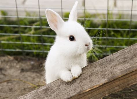 Cute Bunny Names 500 Adorable Names For Fluffy Rabbits