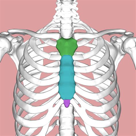 Enlarged Xiphoid Process