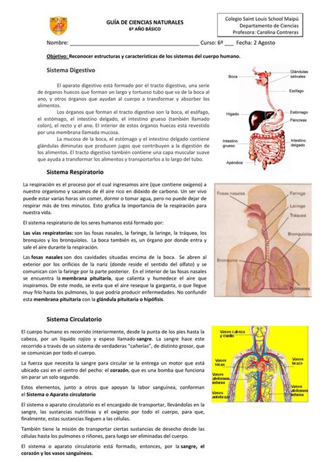 Sistema Digestivo Sistema Respiratorio Sistema Circulatorio Kulturaupice