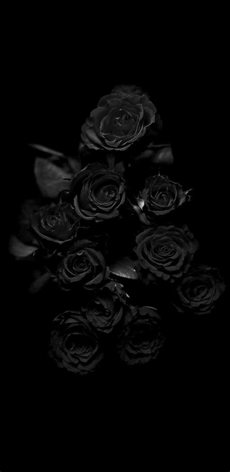 Black Rose Wallpaper Aesthetic Roses Rosé Aesthetic Aesthetic Pictures Retro Wallpaper Iphone