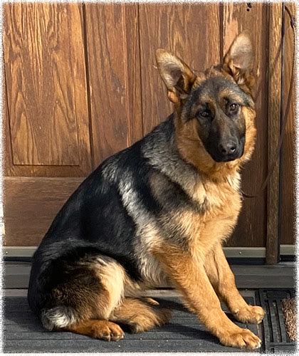 Jerland Kennels German Shepherd Dogs Young Adults