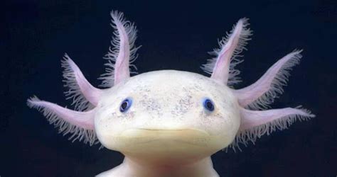 11 Jaw Droppingly Weird Animals That Are Too Alien To Be Earthly