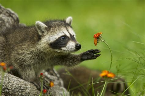 401 Rollicking Raccoon Names For Your Furry Friend Animal Hype