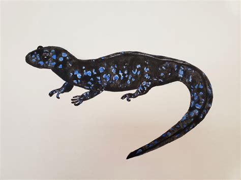 Blue Spotted Salamander L Amphibian Illustration L Salamander Etsy Uk