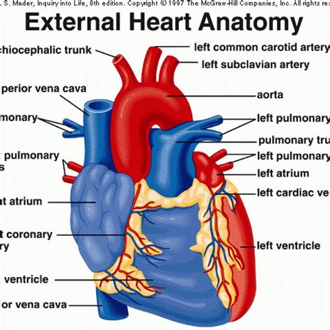 Internal Heart Diagram Awesome External Structure Heart Diagram