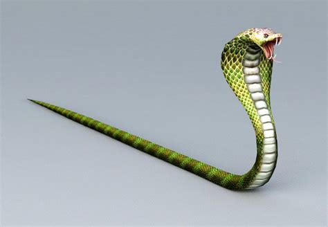Cobra Snake 3d Model Download